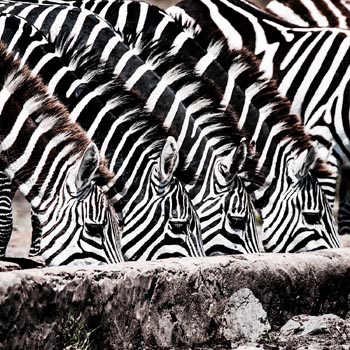 “Zebras at the Waterhole” - Jessica Circe Rogers - Digital Photography on Fine Art Paper – 50cm x 50cm - www.genuine-jesstures.com