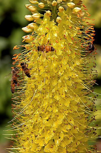 "Ginger Lily with Bees", Bette Levine, Digital Photography, 24x36, $250, http://betteannphotography.com/