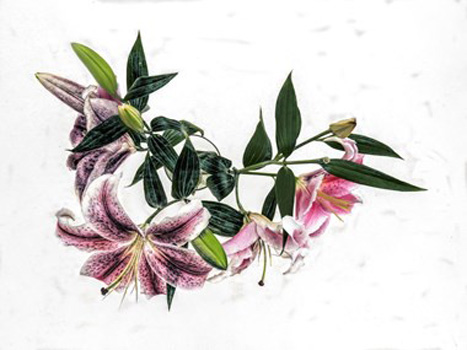 "Orchid Branch Artistic", Bette Levine, Digital Photography, 40x30, $250, http://betteannphotography.com/