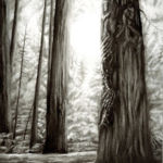 “Sacred Sequoia”, Luke Engle, Charcoal, 20"x14", $750, http://www.skybornestudios.com/