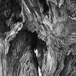 Wonder, Debi Pickler, Pencil, 12” x 18”, NFS, http://debi-studios.com