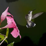 Connection, Fatima Naeem, Watercolor, 60” x 41”, $750.00, fatimanaeem21@yahoo.com