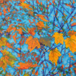 Through the Branches, Carol Loeb, acrylic on canvas, 24" X 36", $1200.00, http://carolloeb.weebly.com