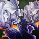 Glorious, Sara Bardin, Acrylic on Canvas, 40” x 60”, NFS, http://www.artbysarabardin.com