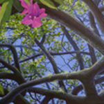 Love Voodoo, Hunter Jay, Acrylic on Canvas, 12” x 36”, $875.00, http://wildernesscreekcreations.com