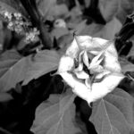 Monet’s Garden II, Nicholas Teetelli, Digital Photography, 10” x 10”, $495.00, teetelli@mac.com