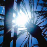 Leaves, Emma Sakaguchi , Digital Photography, 7" X 5", $25.00, watersecho@gmail.com