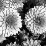 Monet’s Garden IV, Nicholas Teetelli, Digital Photography, 8” x 12”, $495.00, teetelli@mac.com