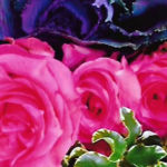 Petals, Emma Sakaguchi , Digital Photography, 7" X 5", $25.00, watersecho@gmail.com