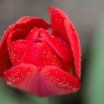 Untitled 1, Tarryn Morris, Digital Photography, 10” x 7”, NFS, tmorris5@oswego.edu