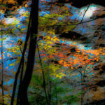 Leaves In Fall, Margaret King, Digital Photography, 11” x 14”, $150, https://inmybackyardmargaretaking.squarespace.com