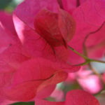 Bougainvillea Pink, Tommy Crane, Digital Photograph, 11" x 17", $100.00, tjcrane@valdosta.edu