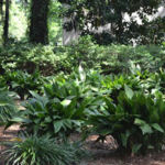 Garden 1, Tommy Crane, Digital Photograph, 11" x 17", $100.00, tjcrane@valdosta.edu