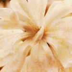 Replete, Liz Ruest, Digital collage, 17 layers, 16" x 24", 575.00, http://www.lizruest.com