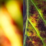 Color Distortions, Turner Smith, Photography, 28” x 21”, $200.00, http://www.coloradophotographyexperience.com