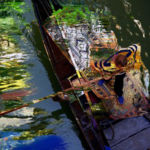 Venice Water Carpet, Linda Richardi, Photo printed on enhanced matte paper, 24” x 18”, $350, http://lindarichardiphotoart.com