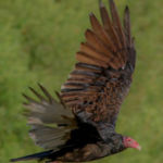 "Flying High", Margaret King, Digital Photography, 11" x 14", $200, https://inmybackyardmargaretaking.squarespace.com/config/#/|/