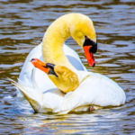 "Together", Margaret King, Digital Photography, 11" x 14", $200, https://inmybackyardmargaretaking.squarespace.com/config/#/|/