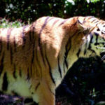 "Tigre", Lauren Moss, Photography, 20" x 16", $275, http://www.artistlaurenmoss.com/