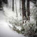 "The Guardian", Kricket Passmore, Digital Phototgraphy, 36" x 20", NFS, Kypaintedhorses@aol.com