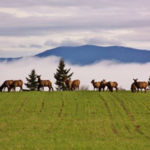 "The Herd", Kricket Passmore, Digital Phototgraphy, 36" x 20", NFS, Kypaintedhorses@aol.com