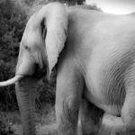 "Olifant II", Nicholas Teetelli, Digital Photography, 10" x 12", $595, teetelli@mac.com