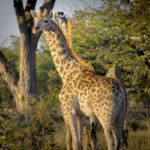 "Kameelperd", Nicholas Teetelli, Digital Photography, 10" x 10", $550, teetelli@mac.com