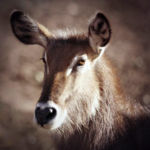 "Heart Shaped Nose", Alicia Warwick, Traditional Photography, 16" x 20", $145, http://www.aliciainshutterland.com/