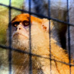 "The Watcher", Alicia Warwick, Digital Photography, 16" x 20", $145, http://www.aliciainshutterland.com/