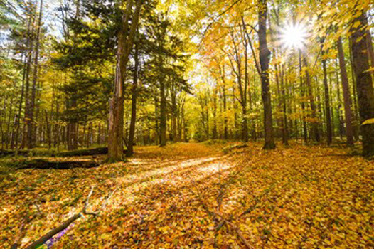 "Fall in Western New York", Matthew Digati, Digital Photography, 3936px × 2624px, NFS, http://www.digatiphotography.com/