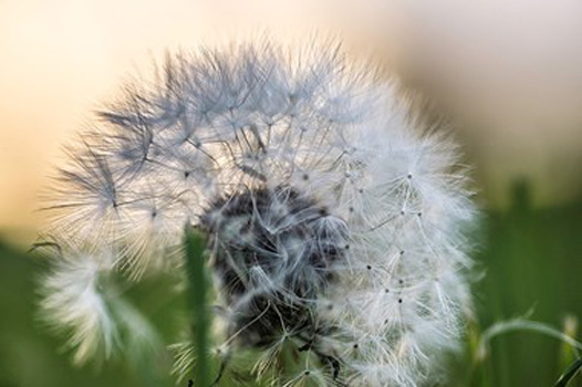"Dandelion Clock", Kevin Williams, Digital Photo, 3mb, NFS, http://www.frankimageltd.com/