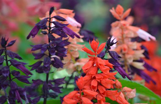 "Salvia Dance", Tommy Crane, Digital Photography, 11" x 17", $100, tjcrane@valdosta.edu