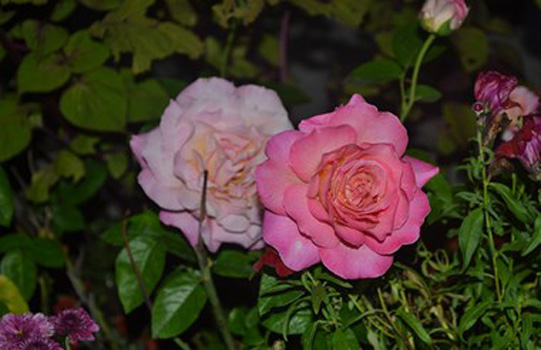 "Which Color Works with My Leaf Complexion ", Tommy Crane, Digital Photography, 11" x 17", $100, tjcrane@valdosta.edu