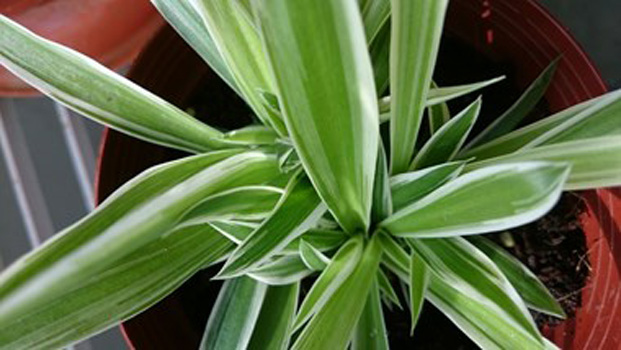 "Fresh Leaves", Julie Goh Peck Choo, Digital Photography, 151x85, $1,000, yeshegohpc@yahoo.com.sg