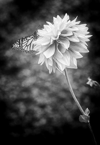 "Butterfly and Flower", Debra Behr, Photograph Digitally Enhanced, 7"x10", $300, tiffs2u@gmail.com