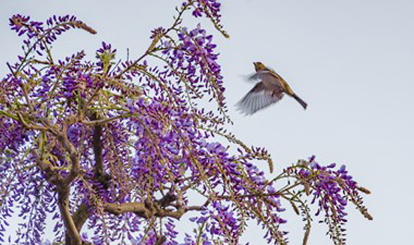 "Purple Home", Liang-Ni Wu, Digital Camera, 3547x2104, NFS, https://lydiawuu.myportfolio.com/