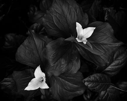 "Trillium", Jeffrey Rudd, Archival Digital Print, 15"x 12", $175, http://www.jruddimaging.com/