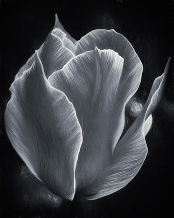 "Glimmer of Hope", Jeffrey Rudd, Archival Digital Print, 12"x 15", $175, http://www.jruddimaging.com/