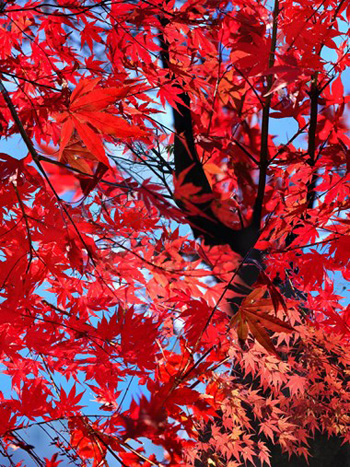 "Autumn Leaves 2015", Evelyn Espinoza, Digital Photography, 16"x20", $553, http://www.evelyncurryart.com/