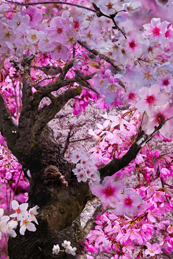 "Spring Blossoms", Evelyn Espinoza, Digital Photography, 16"x20", $553, http://www.evelyncurryart.com/
