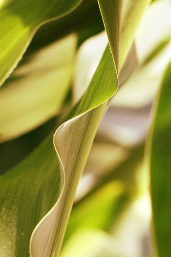 "Maize Leaf # 2", Celine Hartwig, Digital Photography, 8"x12", $49 unframed, mcelinehartwig@hotmail.com