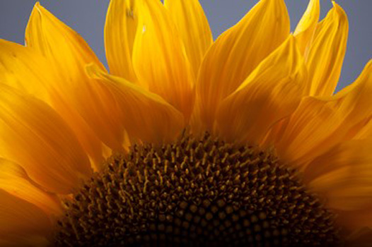 "Proud", Stephen Baumbach, Photograph on Acrylic, 30"x30", $1,850, http://www.stephenbaumbach.com/