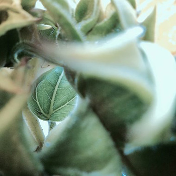 "Sleeping Beauty", Pearlie Noman, Photography, 14"x14", NFS, pearlienoman@gmail.com