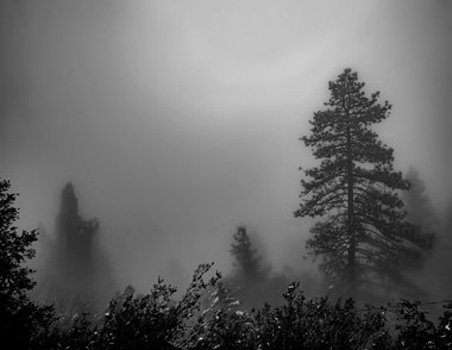 "Idyllwild, January, 2017", Richard Greene, Photography, 17"x22", $395, http://www.richardgreenepictures.com/