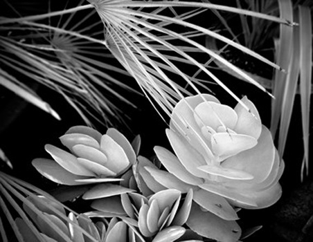 "Succulent #2", Richard Greene, Photography, 17"x22", $395, http://www.richardgreenepictures.com/