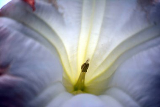 "Angel Trumpet", Nancy Pallowick, Photography, 12"x18", $450, pallowick2772@att.net