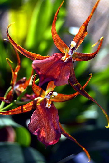 "Brown Orchid", Nancy Pallowick, Photography, 12"x18", $450, pallowick2772@att.net