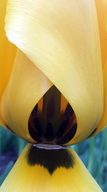 "Revelation", Julia Levine, Digital Photography, 30"x17", $750, http://www.facebook.com/julevinart