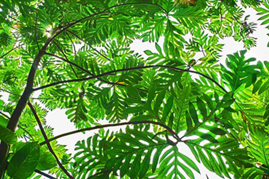 "Hawaiian Forest Canopy", Mark Derrevere, Digital Photography, 20"x30", $2,000, zenon56@q.com