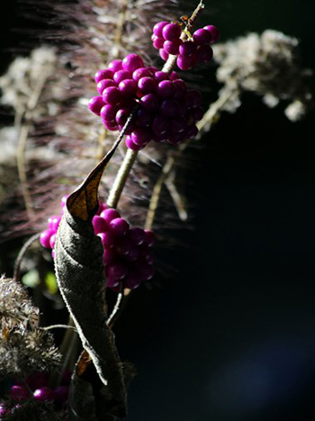 "Beauty Berries", Sylvia Freeman, Digital Photography, 12.5"x16.5", $200, sylvia.freeman@gmail.com